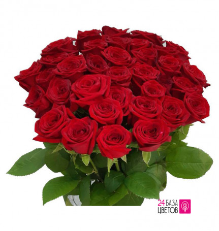 Роза красная от 11 шт. (Эквадор)